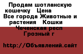 Продам шотланскую кошечку › Цена ­ 10 000 - Все города Животные и растения » Кошки   . Чеченская респ.,Грозный г.